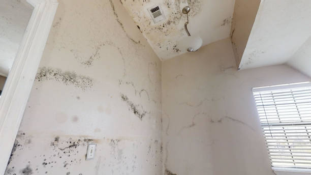 Best Indoor Air Quality Assessment  in Cascade Chipita Park, CO