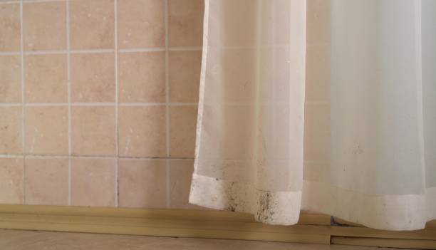 Best Commercial Mold Inspection  in Cascade Chipita Park, CO