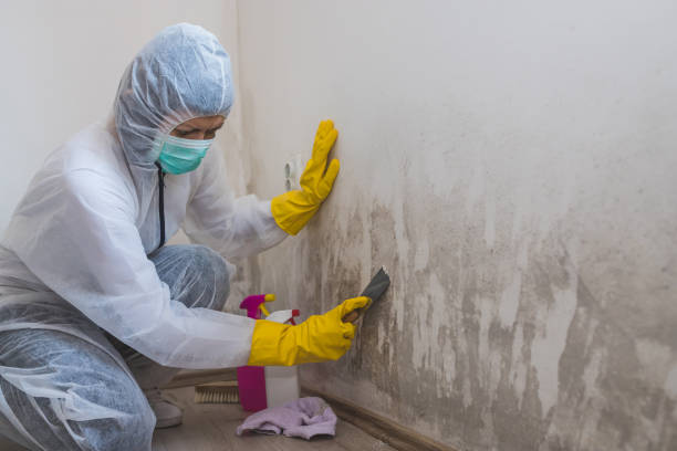 Best Mold Odor Removal Services  in Cascade Chipita Park, CO