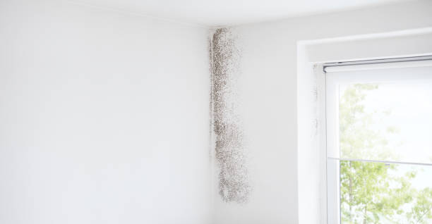 Best Mold Documentation for Insurance Claims  in Cascade Chipita Park, CO