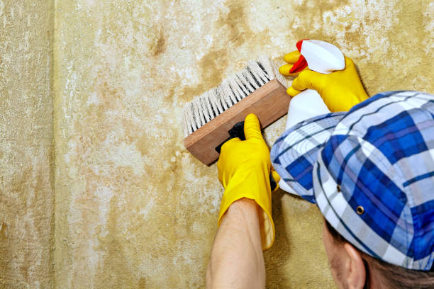 Best Real Estate Mold Inspection  in Cascade Chipita Park, CO