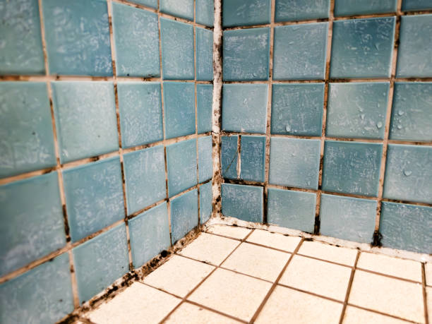 Best Mold Damage Restoration  in Cascade Chipita Park, CO