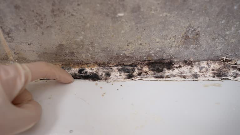 Environmental Consulting for Mold Prevention in Cascade Chipita Park, CO